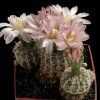 Gymnocalycium_bruchii